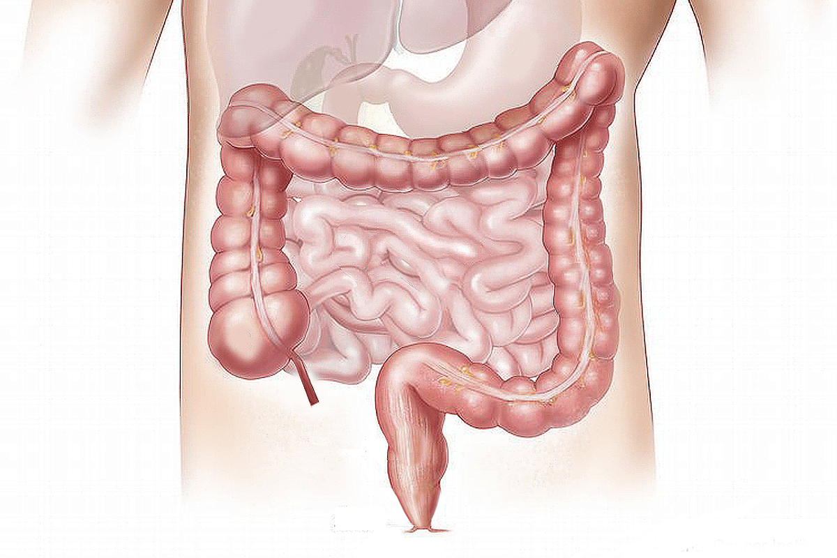 Diagram of Large Bowel: 7 Key Parts Explained
