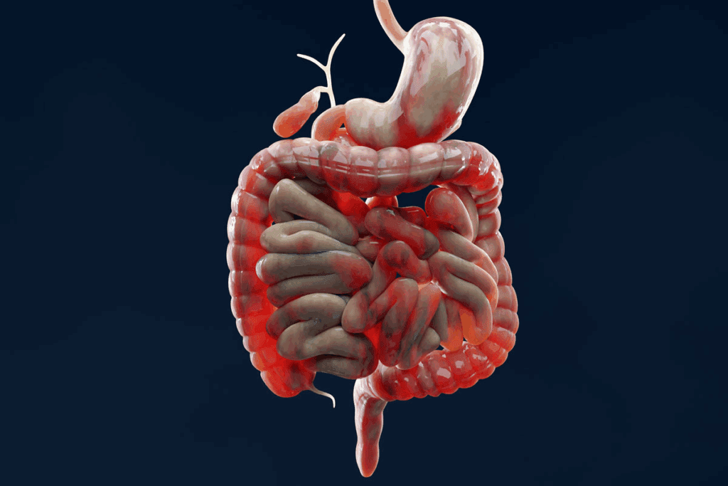 How Long Is the Human Large Intestine? Facts 2 How Long Is the Human Large Intestine? Facts