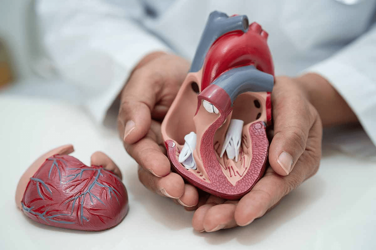 Aortic Valve Cusps: 3 Essential Facts Explained