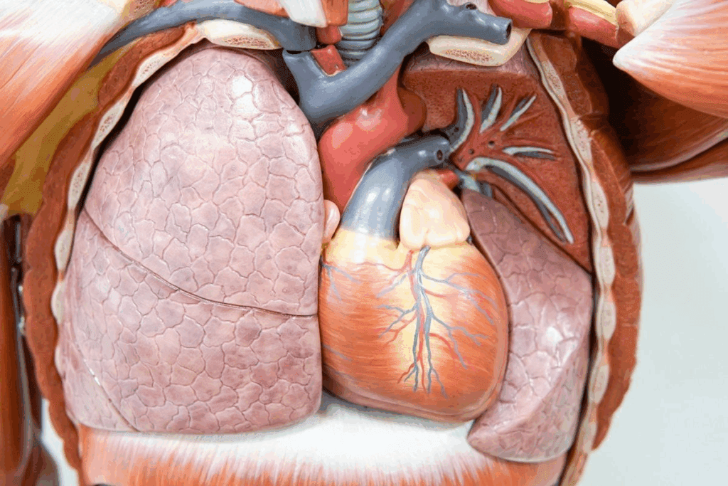 Aortic Valve Valve: Anatomy and Function Explained
