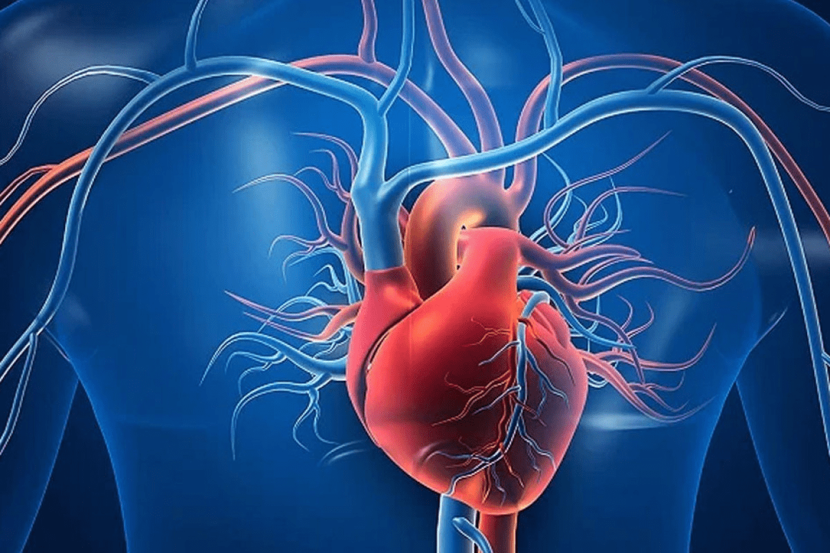 Types of Blood Vessels: 3 Main Categories