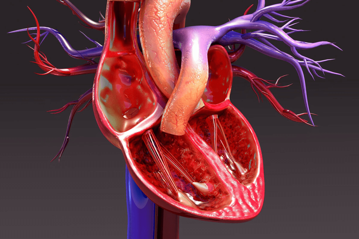 Where Is the Aortic Valve Located and How It Works