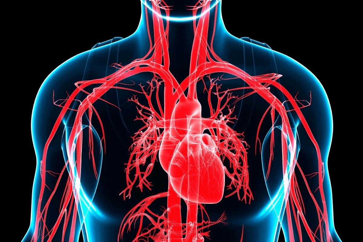 Layers of Artery: 3 Key Wall Structures Explained