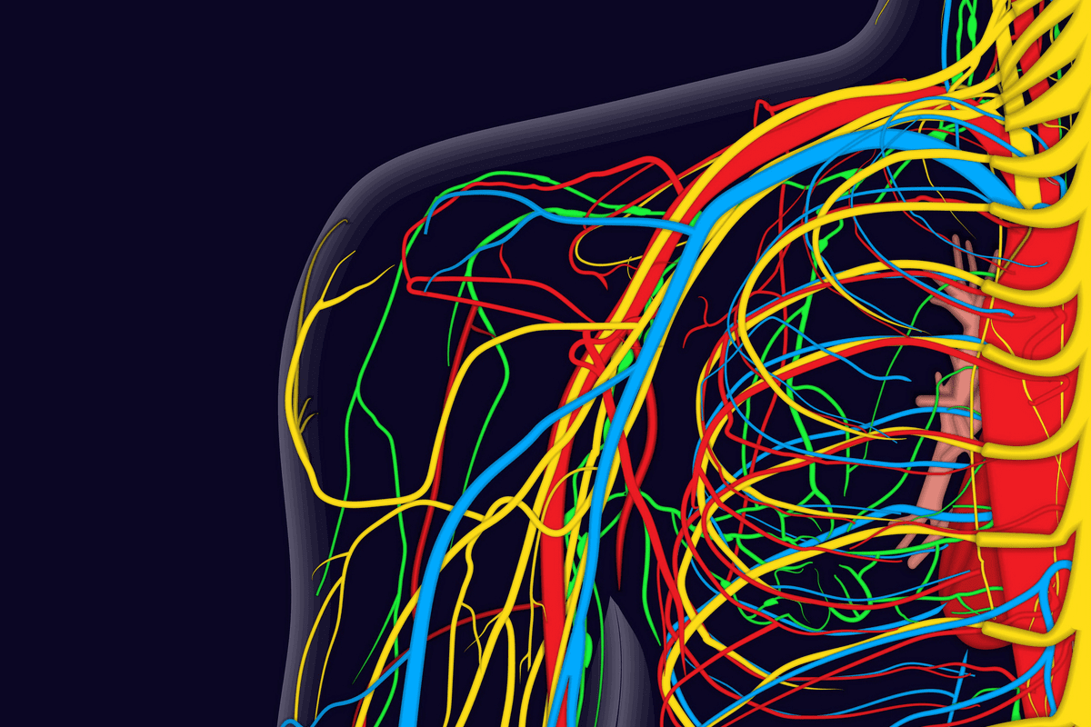Where Are Your Arteries? 7 Key Locations