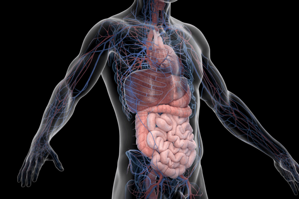 Where Are Your Arteries? 7 Key Locations