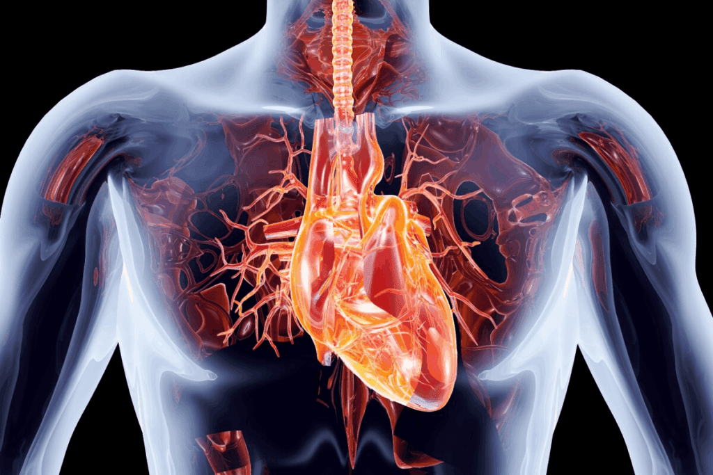 Heart Function Explained