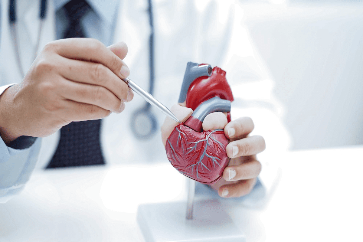 Heart Function Explained