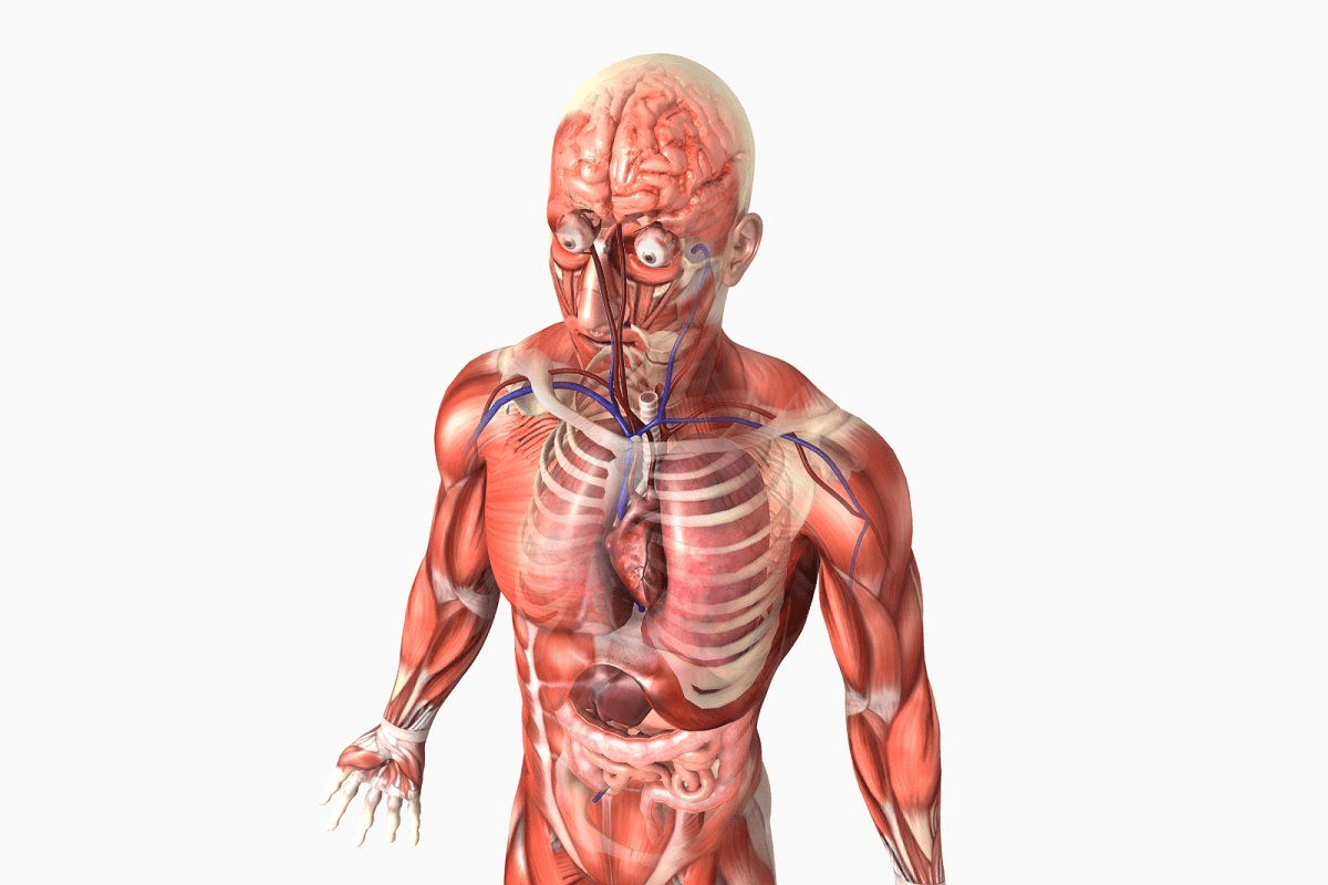 Heart Human Anatomy Facts