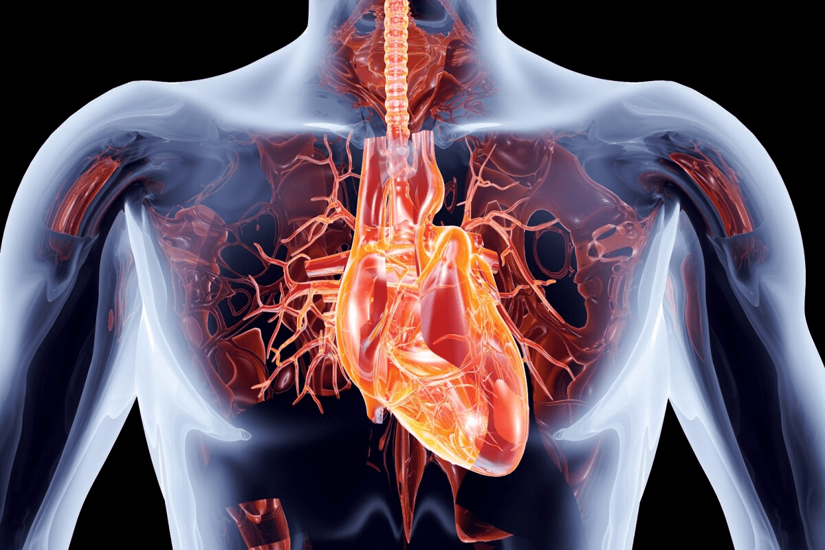 Diagram of Human Heart Drawing
