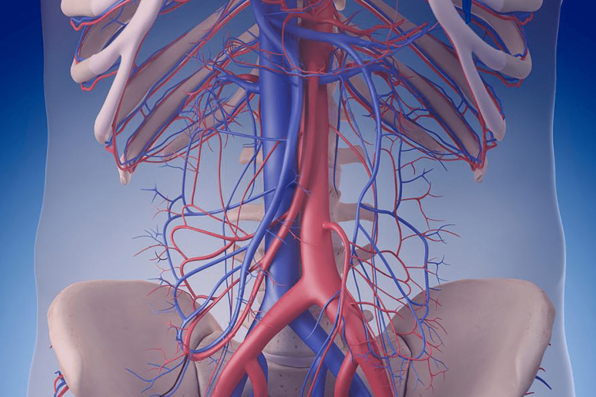 LAD Artery: Crucial 7 Key Facts on Anatomy & Function