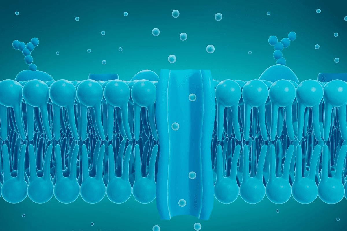 Class III Antiarrhythmics Explained