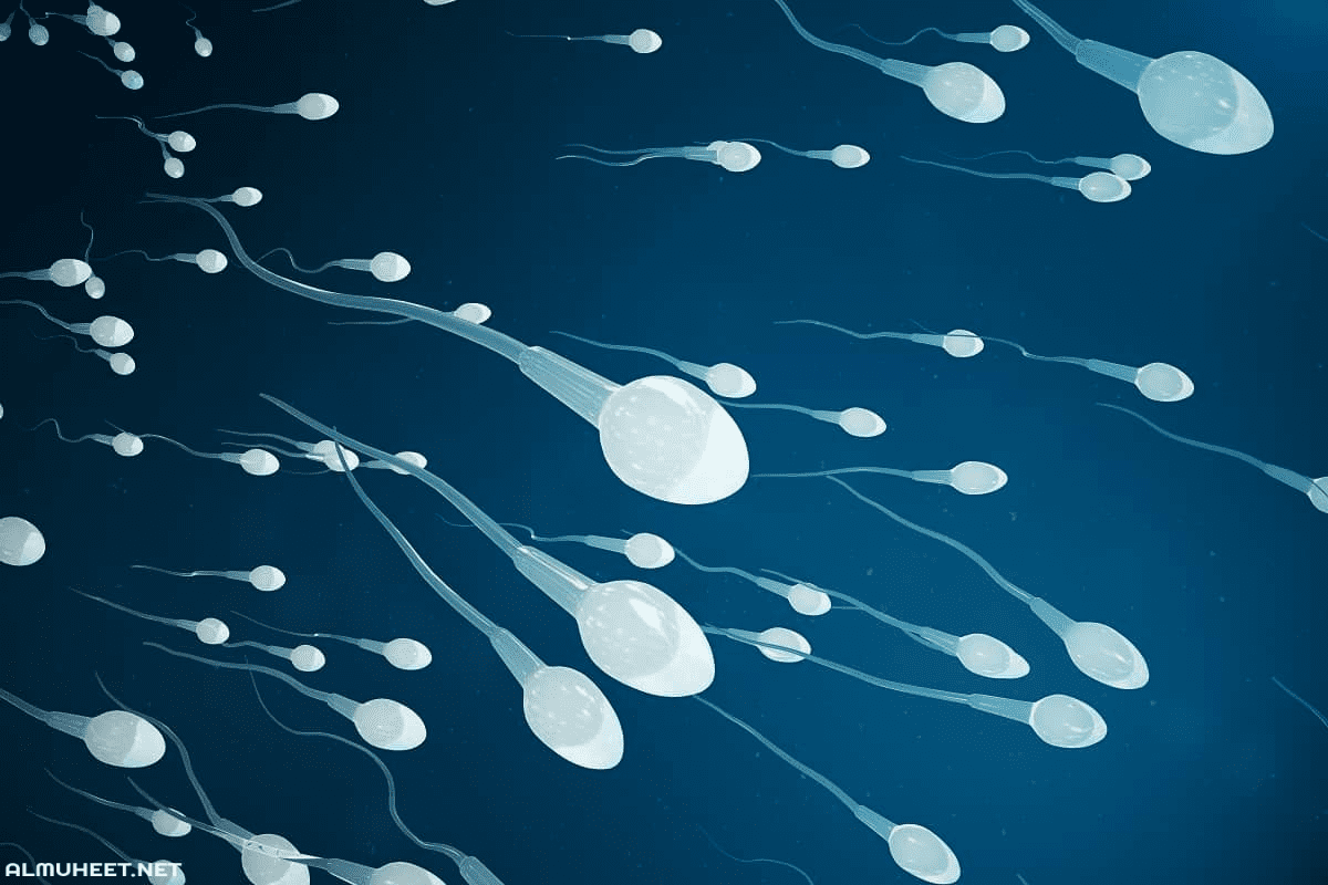 Normal Spermatozoa Count and Analysis