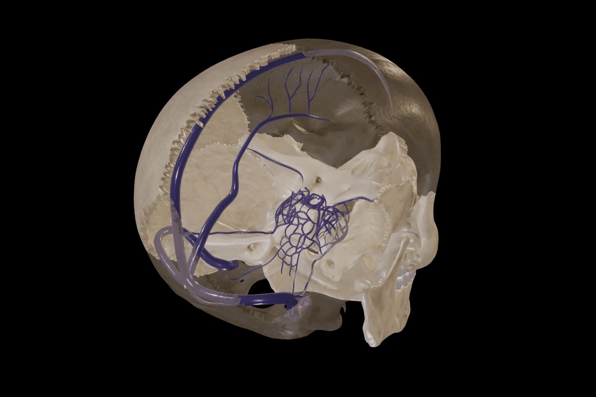 How Long Is a Sinus Infection Contagious?
