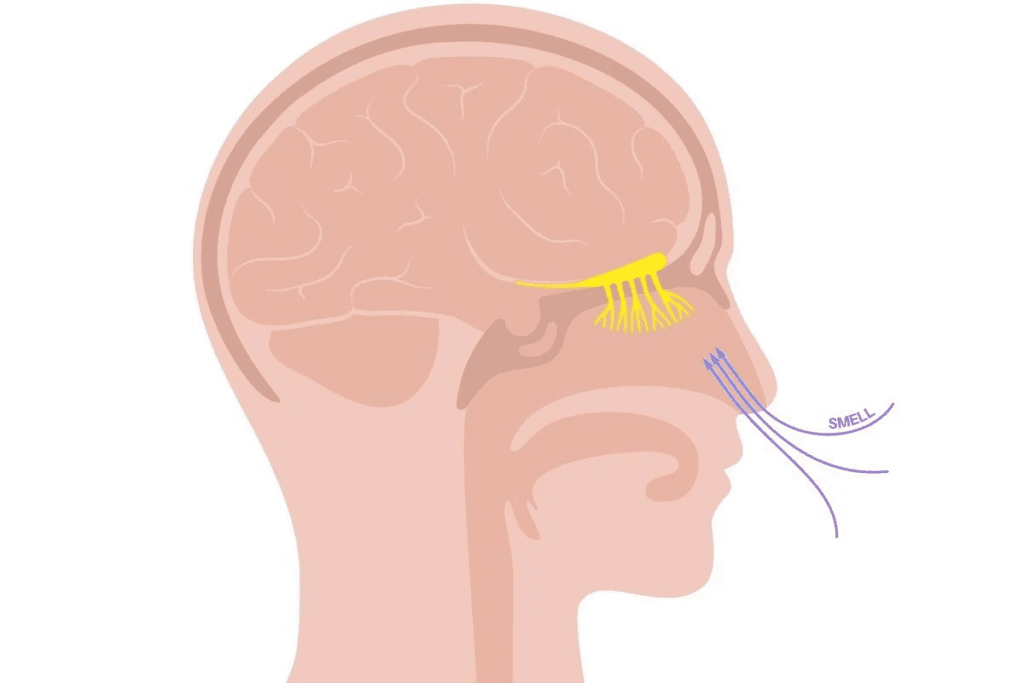 Can You Die From a Sinus Infection?