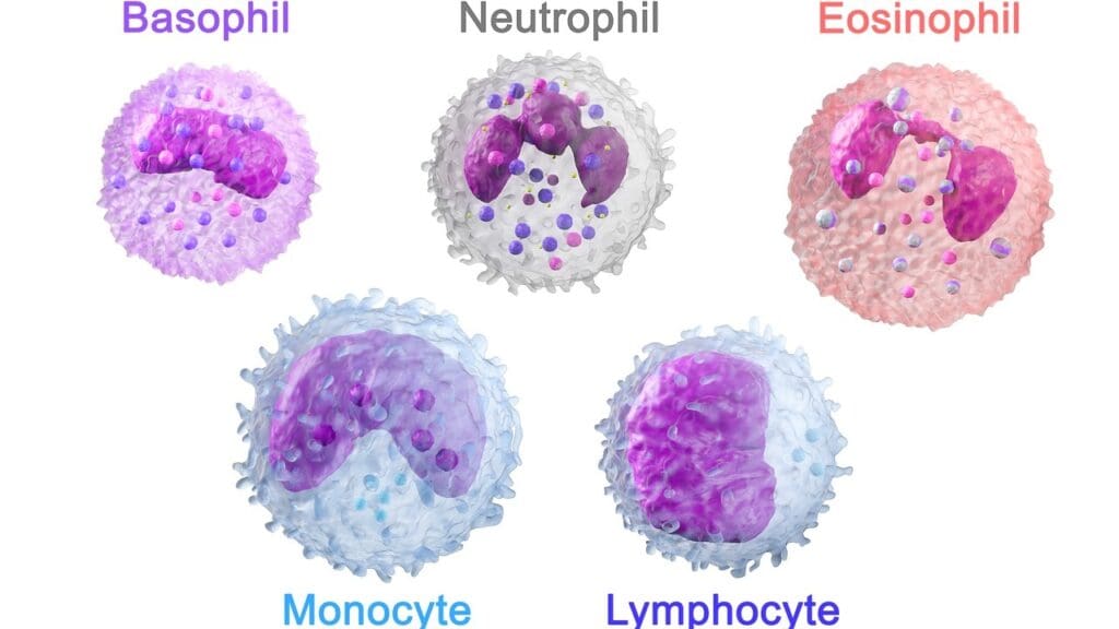 8 Common Types of Cancer B Cell Lymphoma and Their Key Features 2 image 2589 LIV Hospital