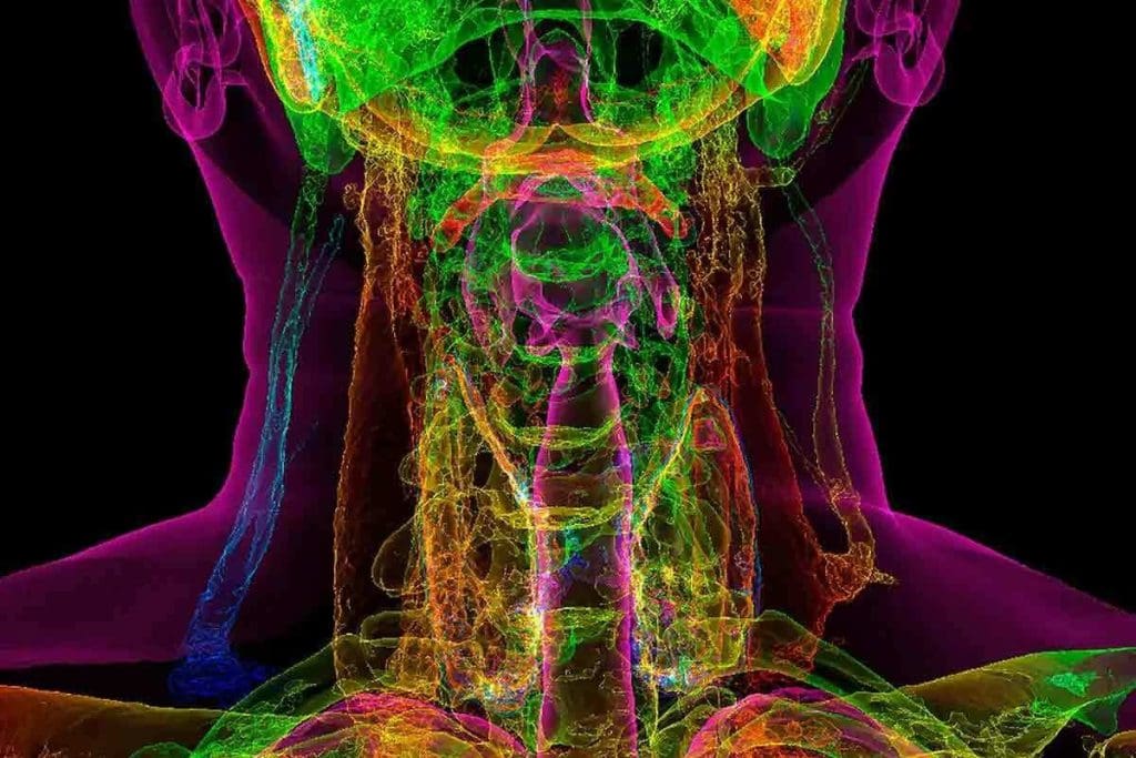 CT Scan of Neck With Contrast: Essential Duration & Prep Facts 1 CT Scan of Neck With Contrast: Essential Duration & Prep Facts