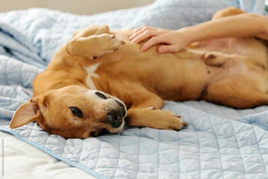 Can a PET Scan Miss Cancer? Explained 3 Can a PET Scan Miss Cancer? Explained