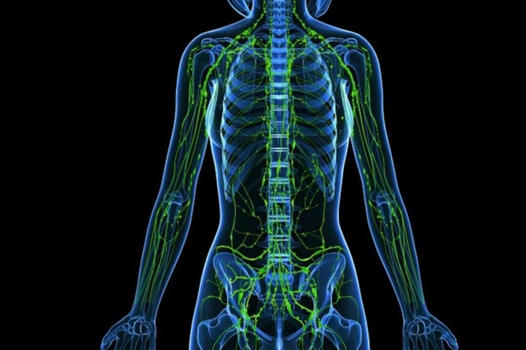 Hematology Lymph Guide: What Is Lymphoma Blood Cancer and How It Spreads 3 Hematology Lymph Guide: What Is Lymphoma Blood Cancer and How It Spreads