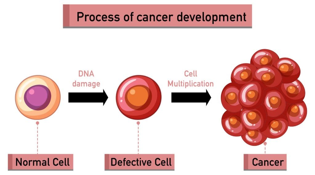 10 Major Bone Marrow Disorders: Types, Features, and Key Facts 2 image 63 LIV Hospital