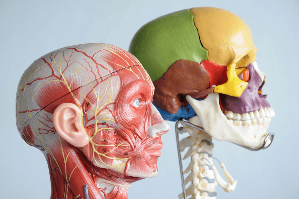 Lymphatic Nodes of the Head and Neck Guide