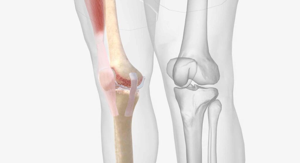 inside of a knee joint