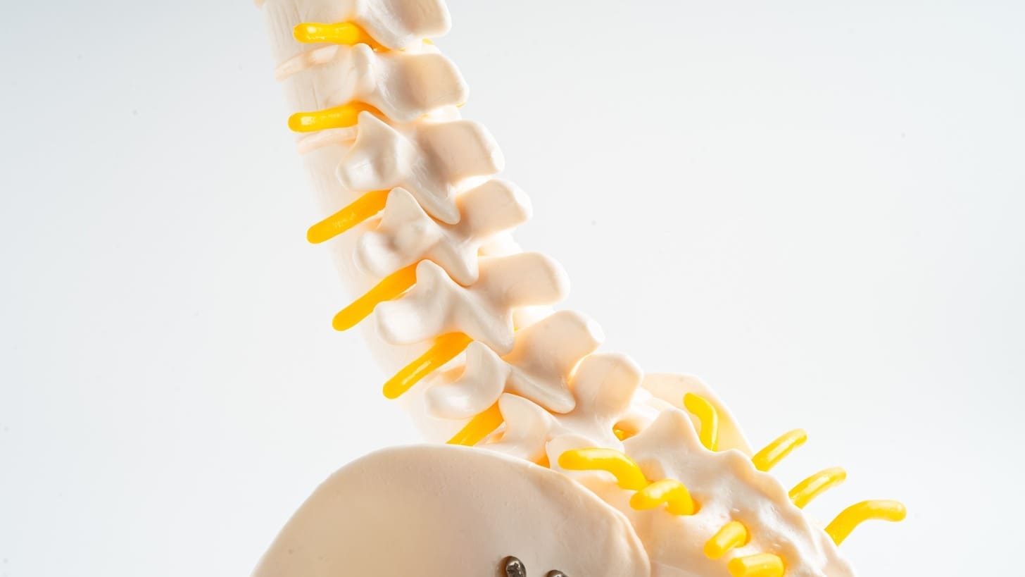 lumbar spine