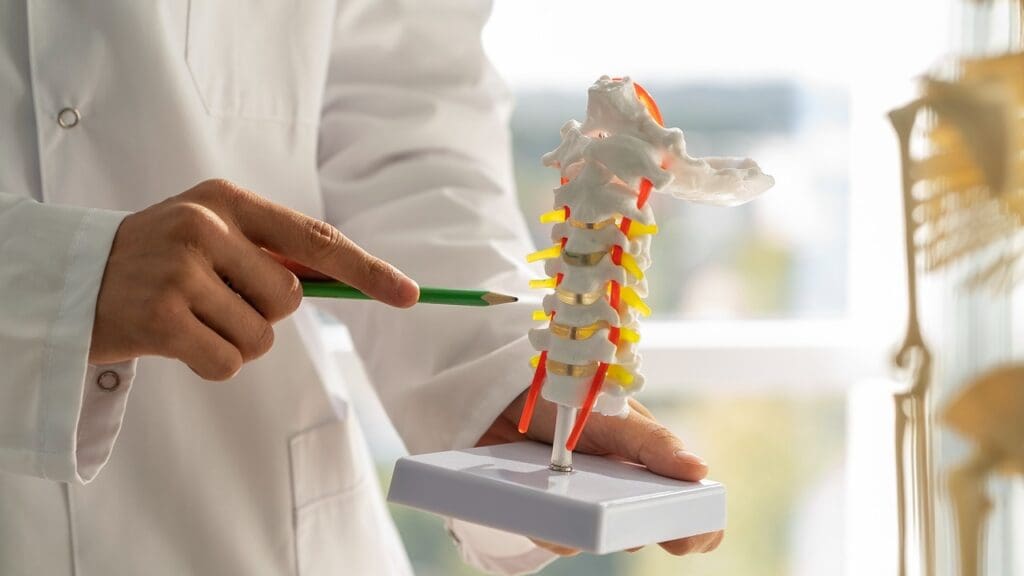 lumbar spine structure lumbar spine structure