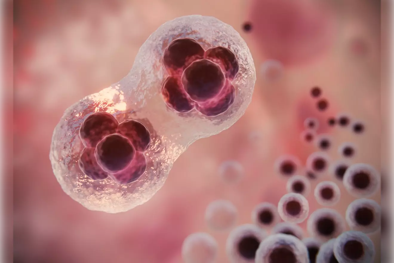 lymphocytes and t cells