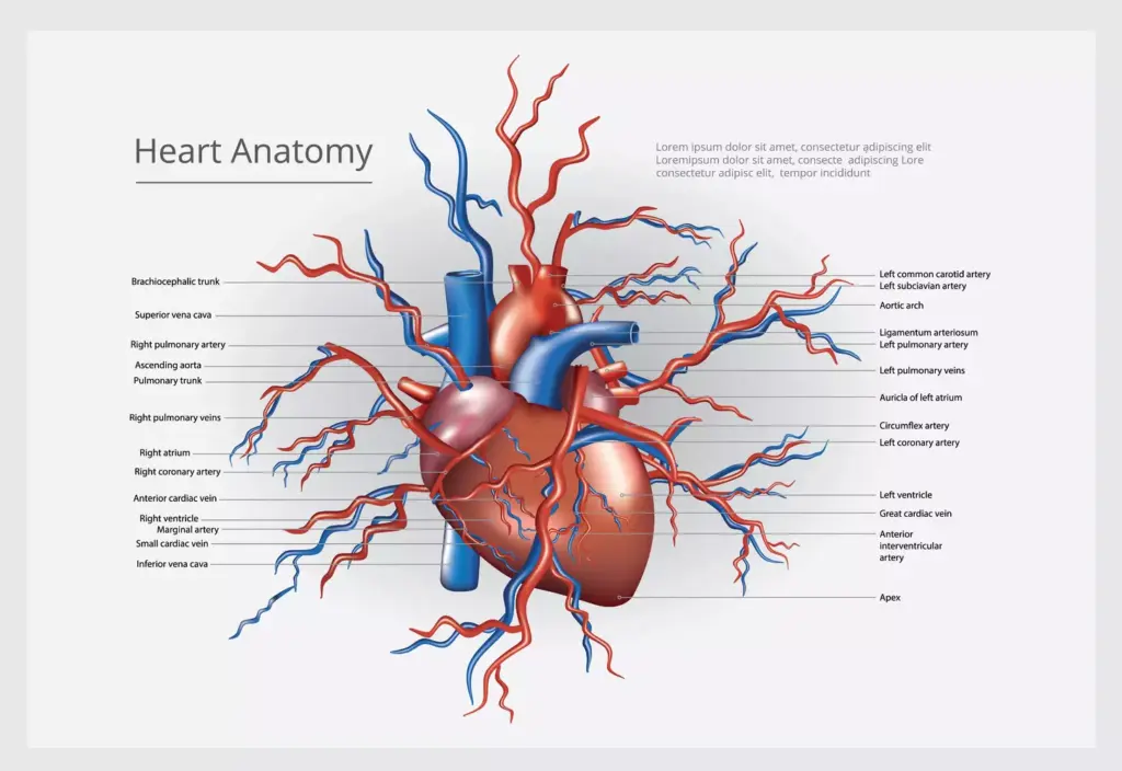 What Is a Mildly Dilated Aortic Root and How Dangerous Can It Be?