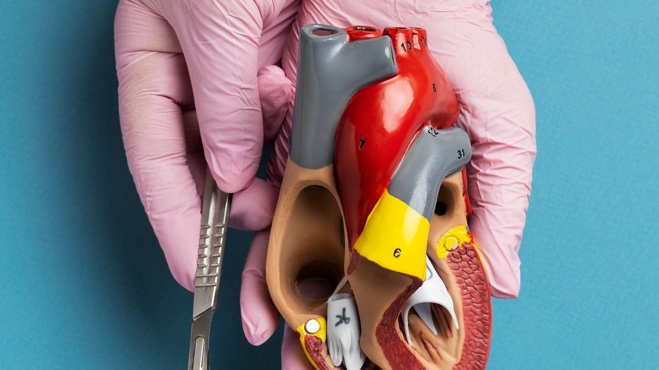 mildly enlarged ascending aorta