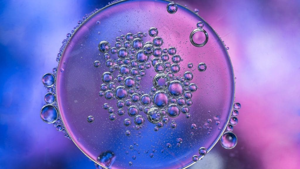 multipotent adult stem cells