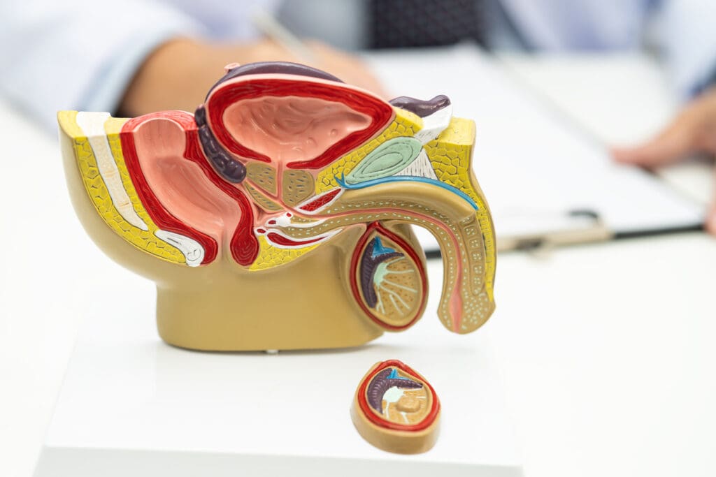 prostate cancer prostate cancer