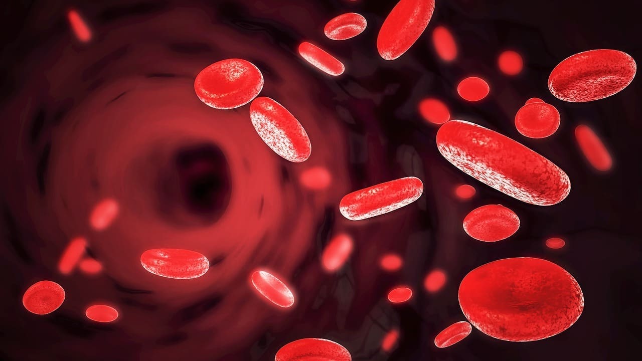 pulmonary and systemic blood circulation