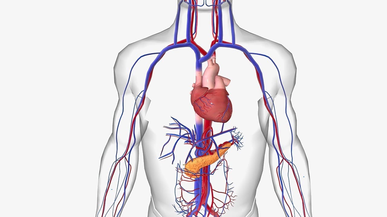 pulmonary circulation flow chart