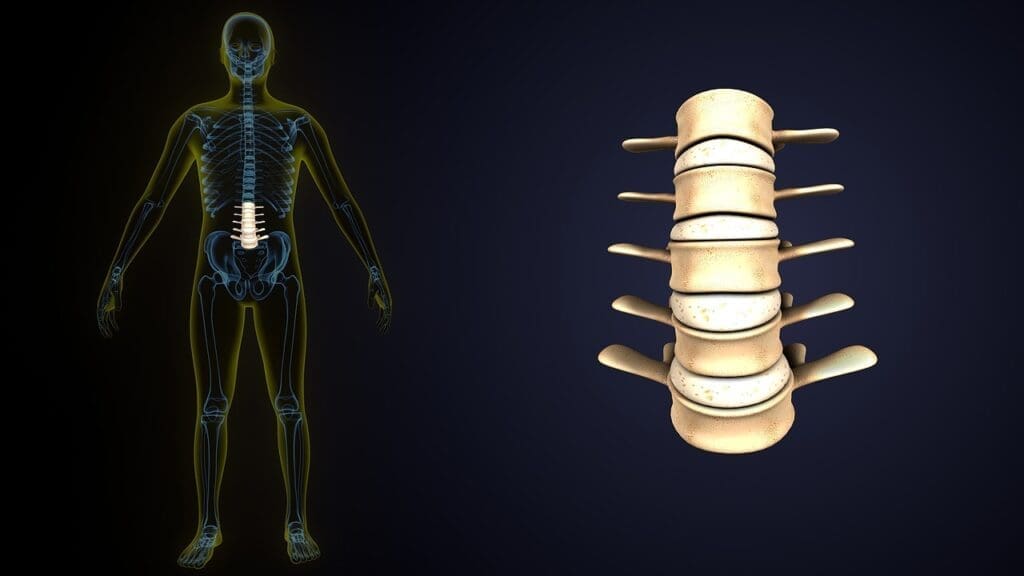 spinal disc anatomy