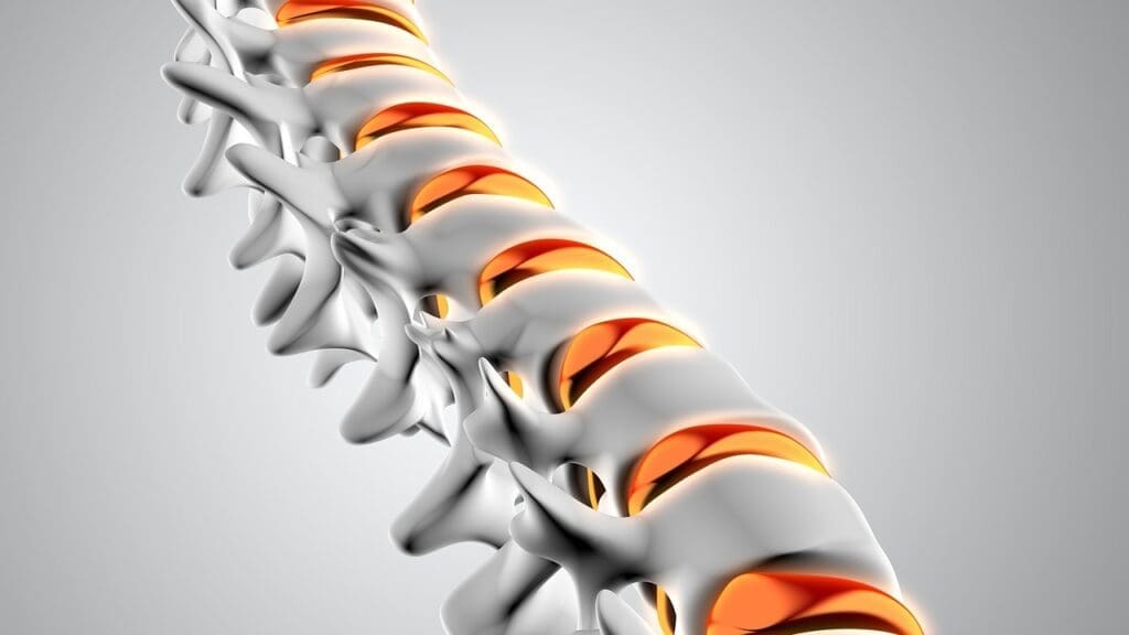 spinal disc structure