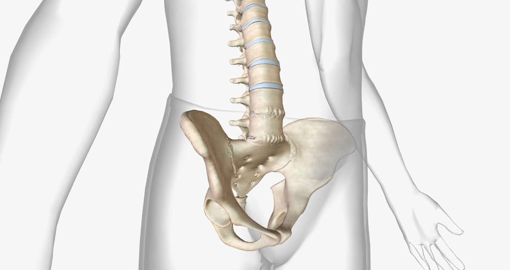 spine pelvis joint