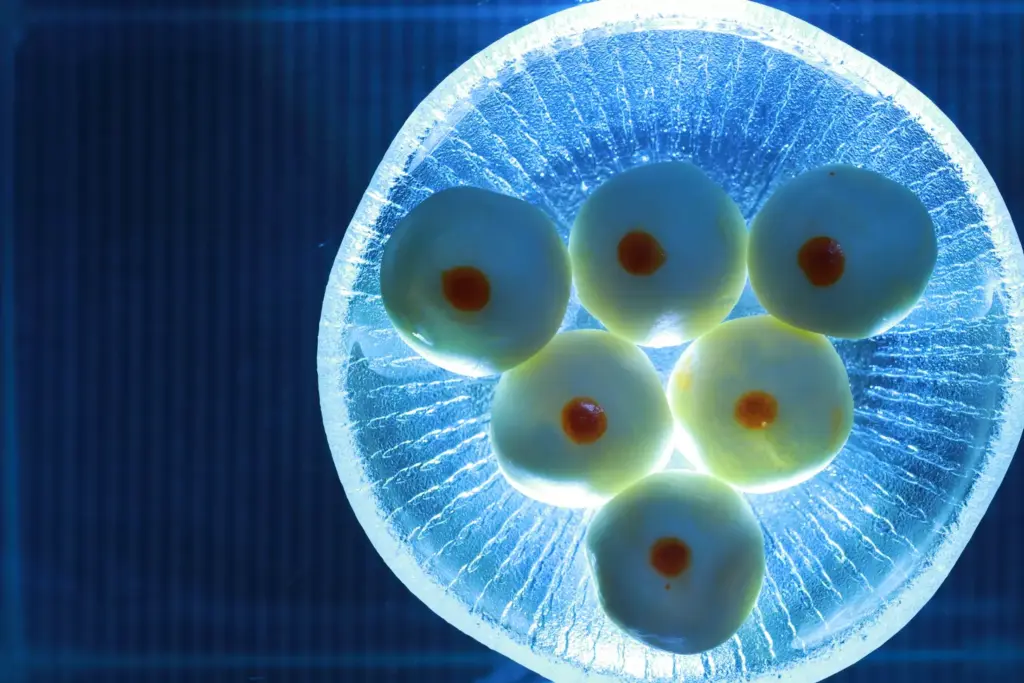 stem cells and embryos