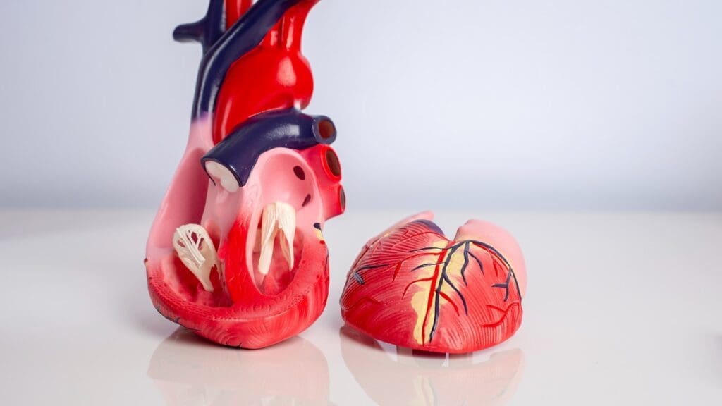 stenotic heart valves