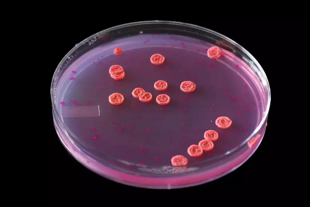 two types of lymphocytes