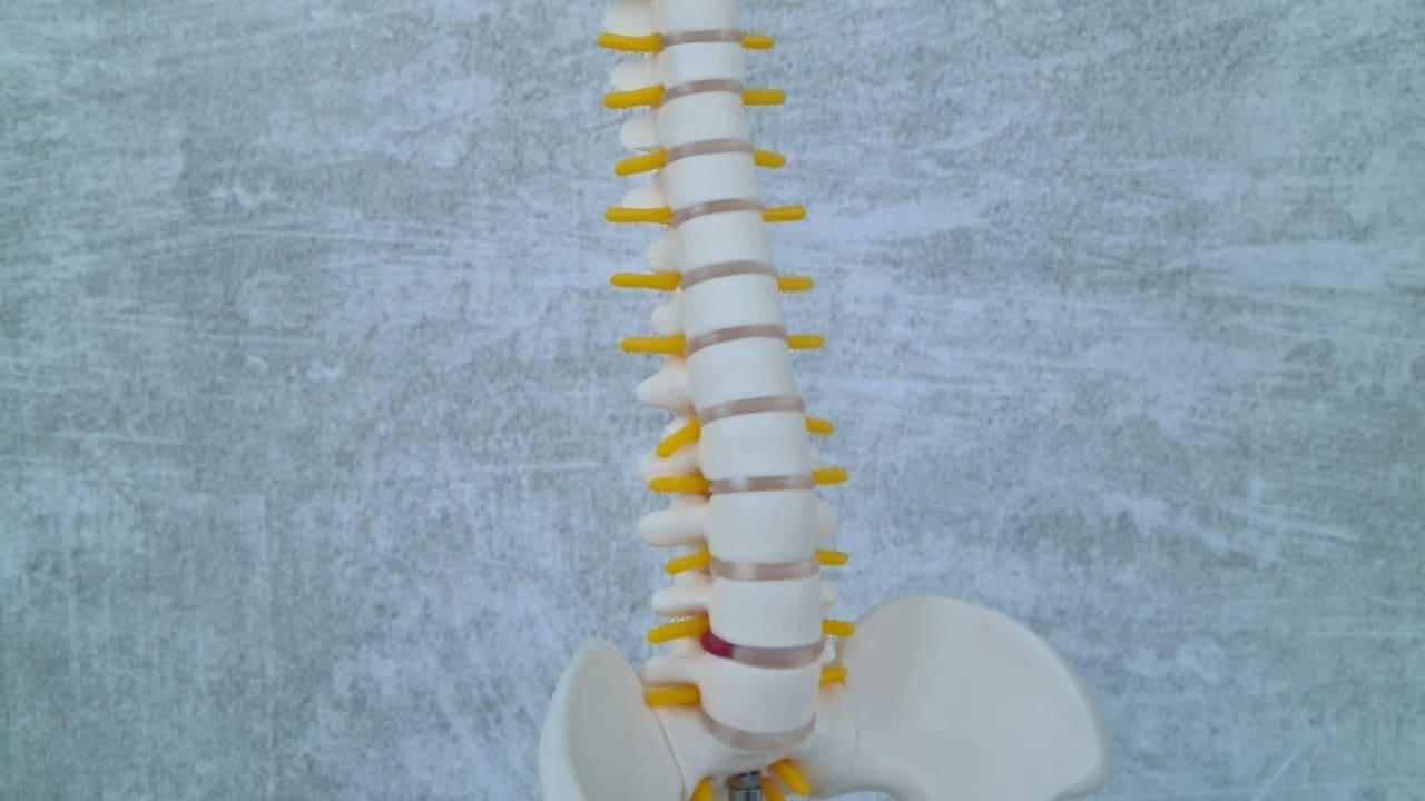 what does a bulging disc look like