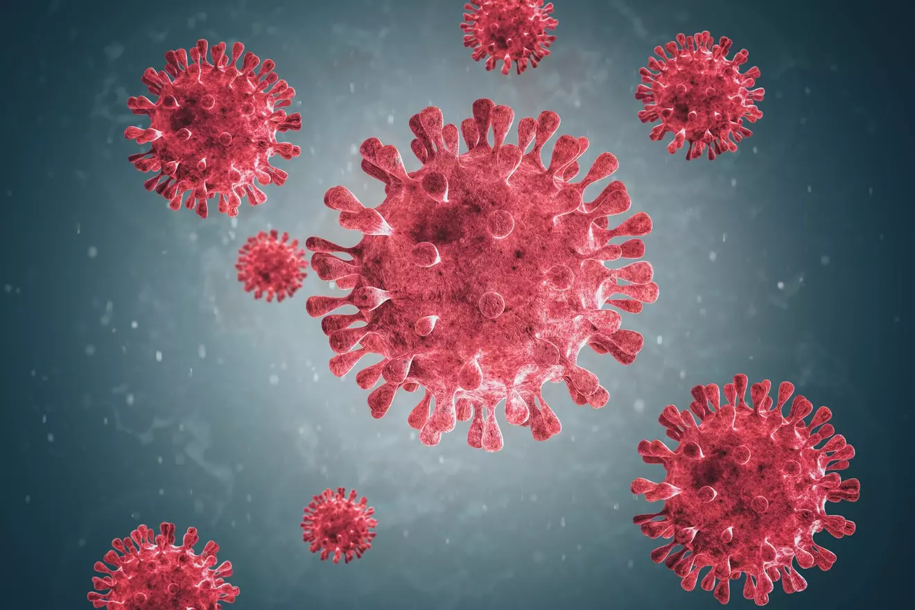 what does the t cell do