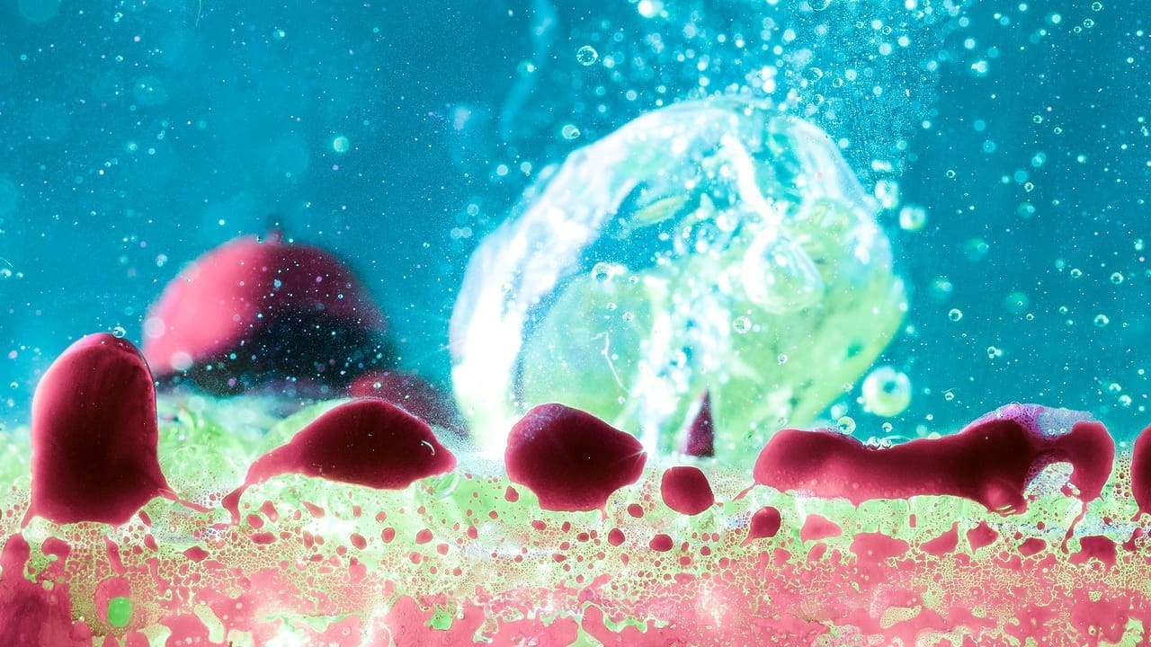 what is the difference between embryonic and adult stem cells