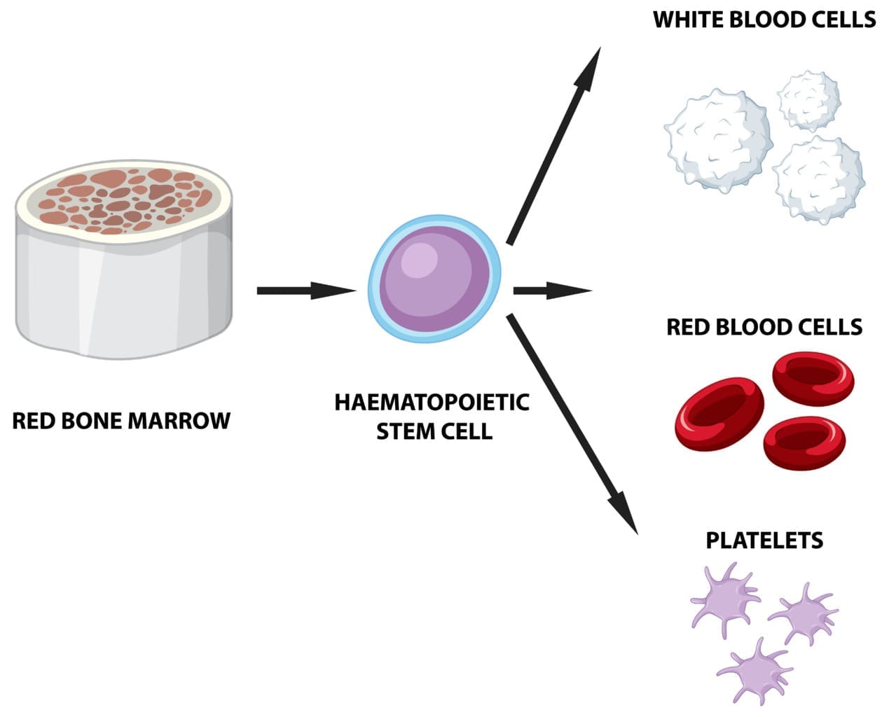 what type of tissue is hematopoietic tissue