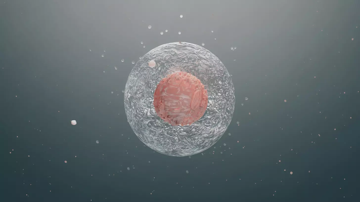 where do embryonic stem cells come from