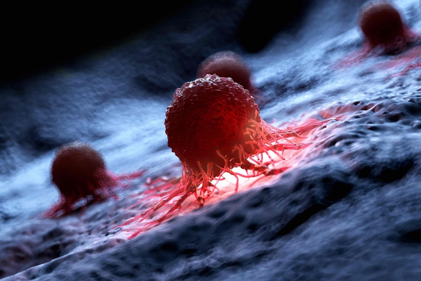 where does myeloid hemopoiesis take place in adults