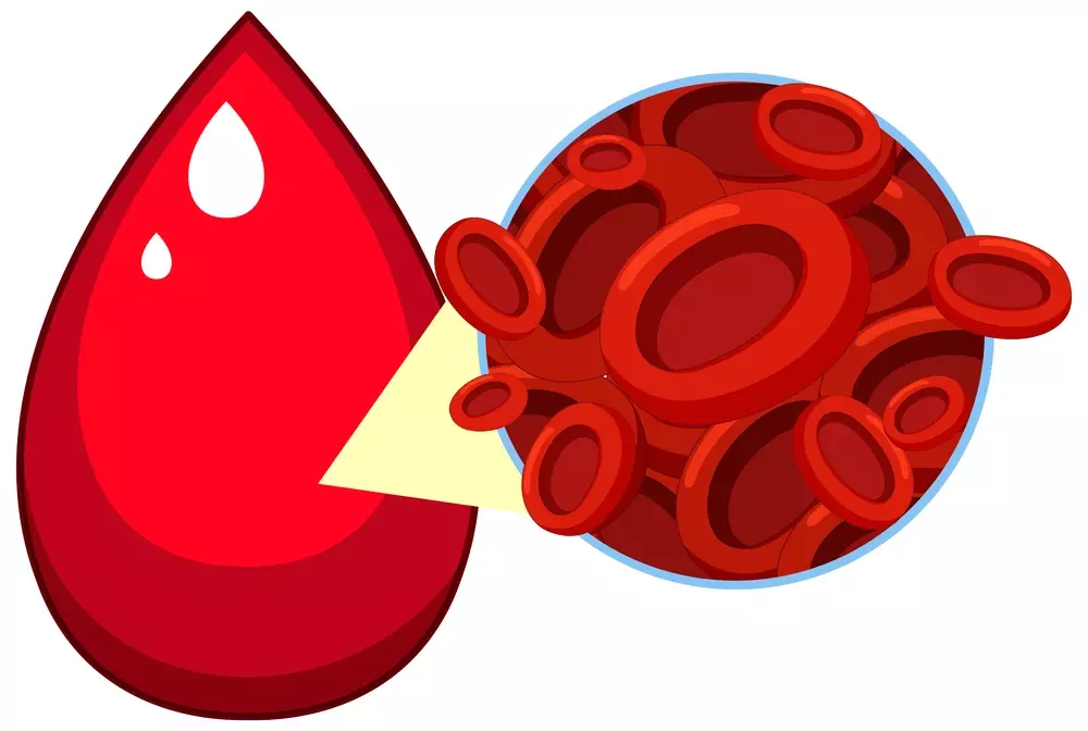 whose bone marrow is mostly red