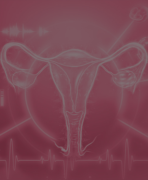 Immature Ovarian Follicles