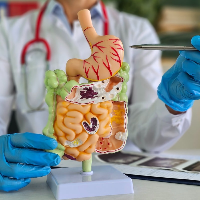 doctor presents detailed model human digestive system patient consultation yt profile photo 800 800 LIV Hospital